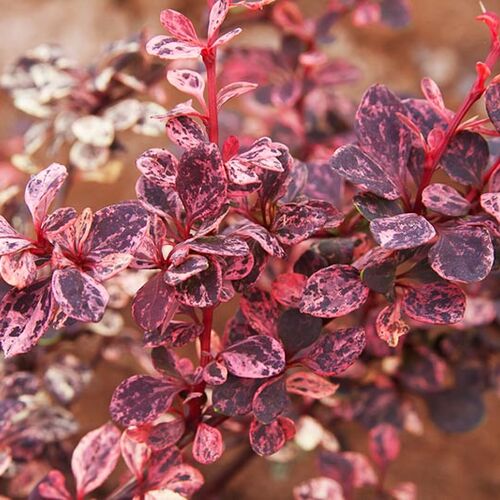 Барбарис Тунберга Арлекин/Berberis thunbergii Harlequin 30-40 C5