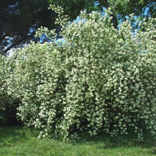 Чубушник венечный/Philadelphus coronarius 80-100 С5
