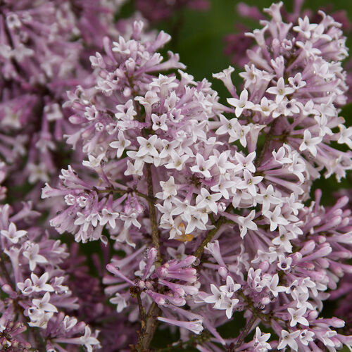 Сирень раскидистая Мисс Ким/Syringa patula Miss Kim 80-100 С5