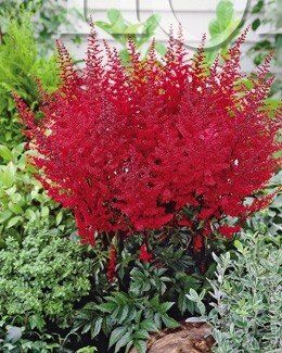 Астильба Арендса Радиус/Astilbe arendsii Radius P1.5