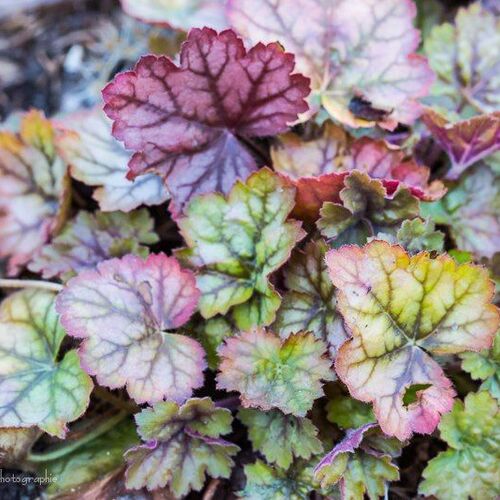 Гейхера гибридная Циркус/Heuchera hybrid Circus Р1,5