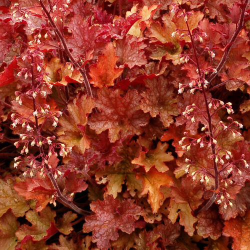 Гейхера гибридная Джинджер Пич/Heuchera hybrid Ginger Peach Р1,5