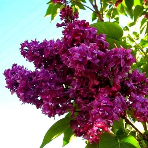 Сирень обыкновенная Шарль Жоли/Syringa vulgaris Charles Joly 40-60 C7,5