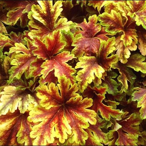 Гейхера гибридная Голден Зебра/Heuchera hybrid Golden Zebra Р1,5