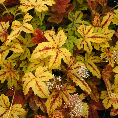 Гейхерелла гибридная Санрайс Фолс/Heucherella hybrid Sunrise Falls Р1,5