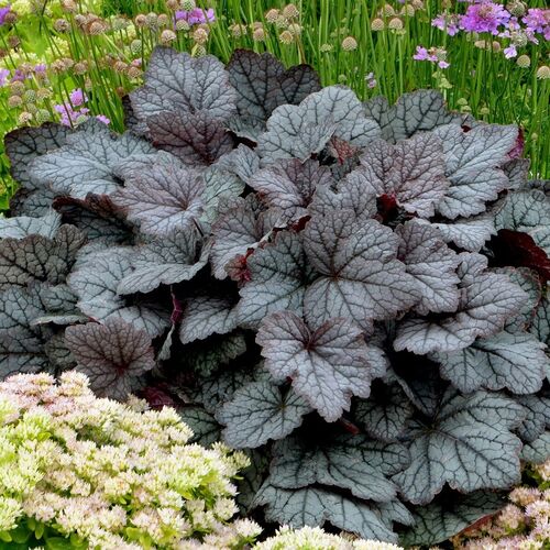 Гейхерелла Твайлайтех/Heucherella Twilight Р1,5