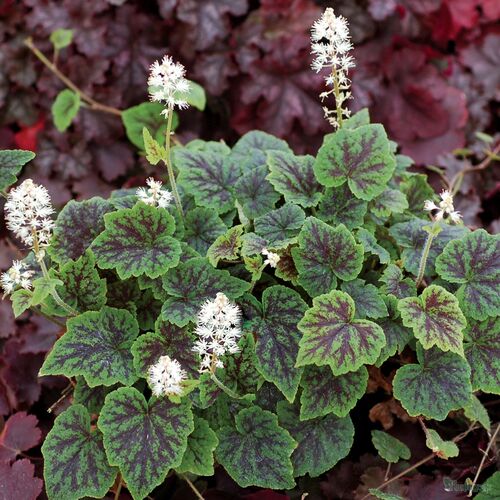 Тиарелла гибридная Аппалачиан Трейл/Tiarella hybride Appalachian Trail Р1,5