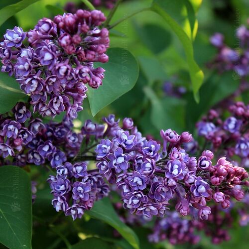 Сирень обыкновенная Леонид Колесников/Syringa vulgaris Leonid Kolesnikov 80-100 С5