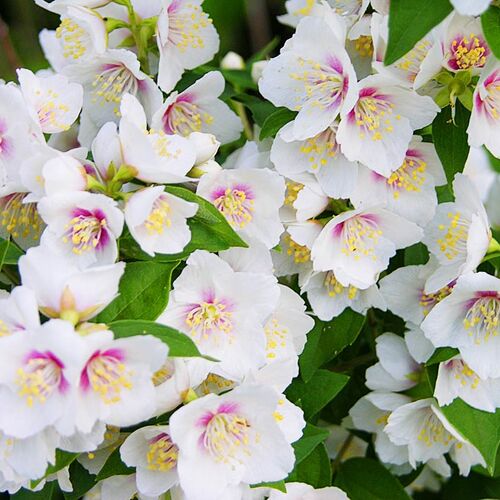 Чубушник Лемуана (гибридный) Бэлль Этуаль/Philadelphus × lemoinei Belle Etoile 100-120 C5