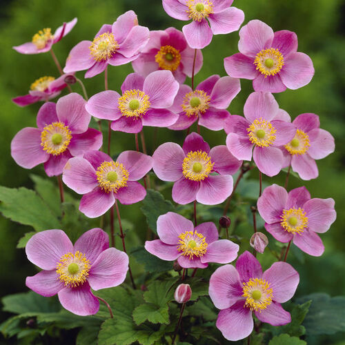 Анемона (ветреница) хупейская Прекокс/Anemone hupehensis Praecox Р1,5