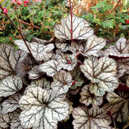 Гейхера гибридная Глиттер/Heuchera hybrid Glitter Р1,5