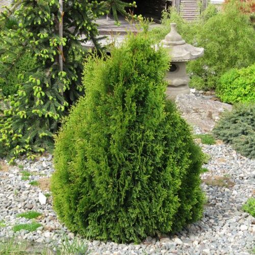Туя западная Мики/Thuja occidentalis Miky 40-60 С7,5