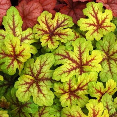 Гейхерелла Алабама Санрайз/Heucherella Alabama Sunrise С0,8-С1