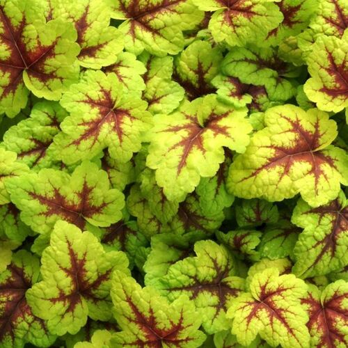 Гейхерелла Стоплайт/ Heucherella Stoplight С0,8-С1