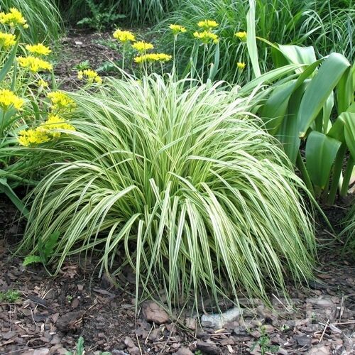 Молиния голубая Вариегата/Molinia caerulea Variegata Р1,5