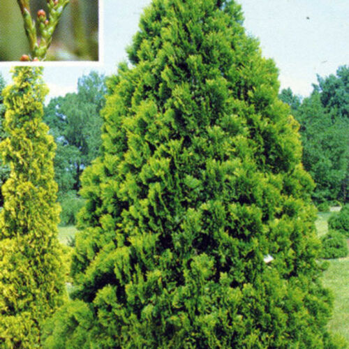 Туя гигантская (складчатая) Корник/Thuja plicata Kornik 80-100 С10