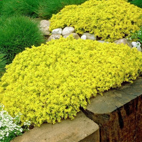Очиток едкий/Sedum acre Р9