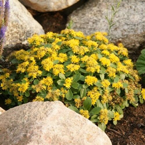 Очиток камчатский/Sedum kamtschaticum