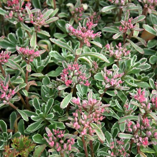Очиток ложный Вариегата/Sedum spurium Variegata Р9