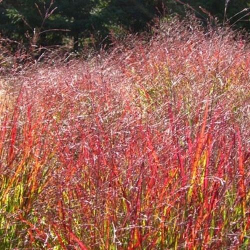 Просо прутьевидное Шенандоа/Panicum virgatum Shenandoah