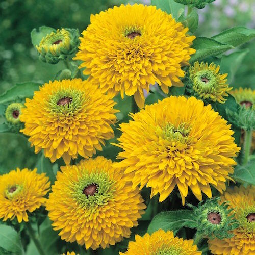Рудбекия шершавая Майя/Rudbeckia hirta Мaya Р1,5