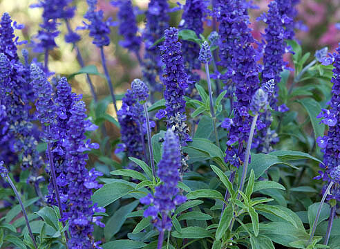 Шалфей (сальвия) дубравный Нью Дименшион Блю/Salvia nemorosa New Dimension Blue Р1,5