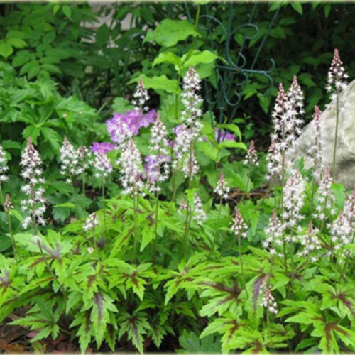 Тиарелла гибридная Айрон Батерфляй/Tiarella hybride Iron Butterfly