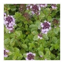Тимьян лимоннопахнущий Табор/Thymus citriodorus Tabor C0.8