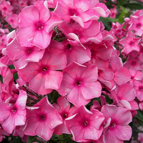 Флокс метельчатый Анна Каренина/Phlox paniculata Anna Karenina
