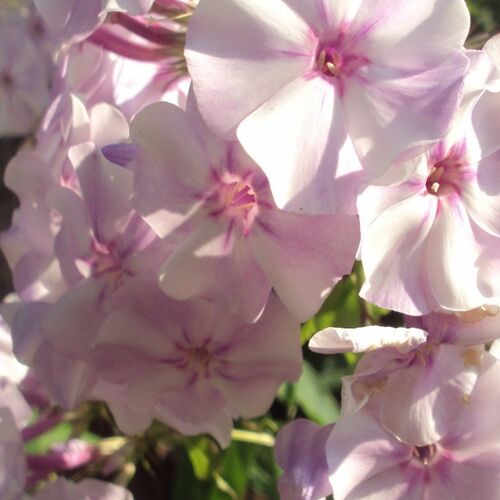 Флокс метельчатый Зефир/Phlox paniculata Zefir