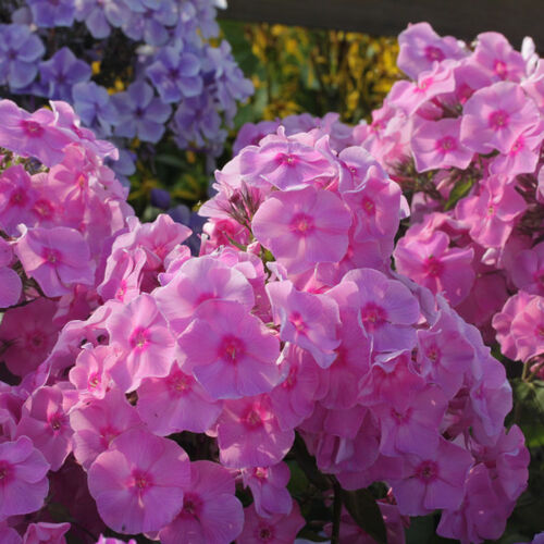 Флокс метельчатый Оленька/Phlox paniculata Olenka Р1,5