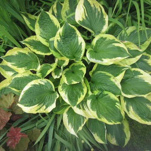 Хоста гибридная Брим Кап/Hosta hybrid Brim Cup Р1,5