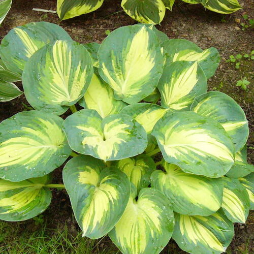 Хоста гибридная Грейт Экспектейшенс/Hosta hybrid Great Expectations