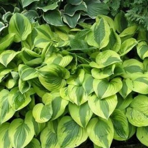Хоста гибридная Мун Сплит/Hosta hybrid Moon Split