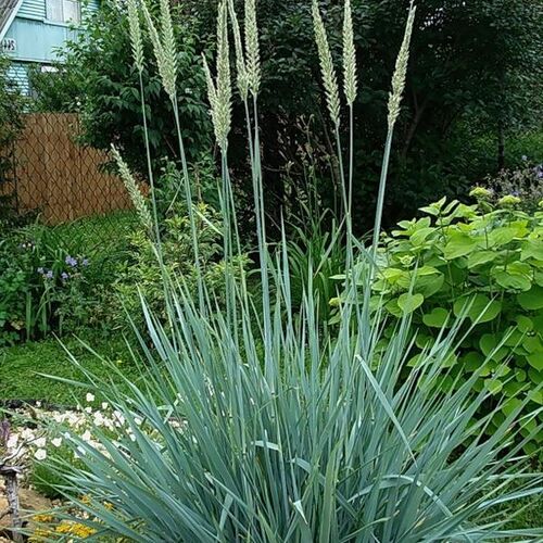 Элимус (колосняк) песчаный/Elymus arenarius С3