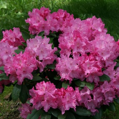Рододендрон якушиманский Люмина/Rhododendron yakushimanum Lumina С3