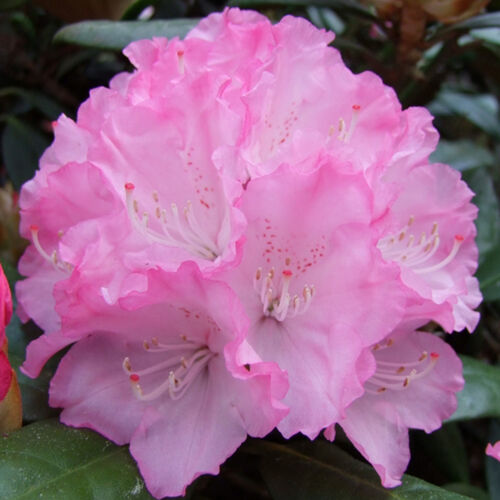 Рододендрон якушиманский Владислав Локетек/Rhododendron yakushimanum Wladyslaw Lokietek С3