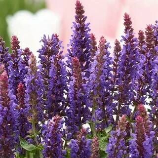 Шалфей (сальвия) дубравный Сальваторе Блю/Salvia nemorosa Salvatore Blue С3