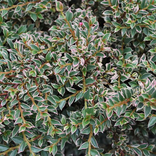 Кизильник горизонтальный Вариегатус/Cotoneaster atropurpureus Variegatus 20-30 С3