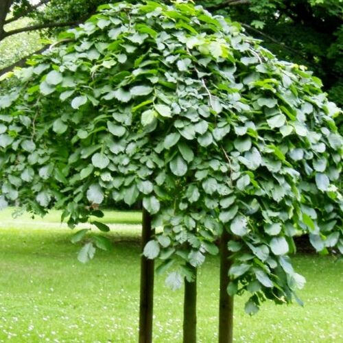 Вяз шершавый Кампердоуни/Ulmus glabra Camperdownii 225+ Ра С45