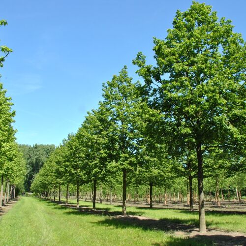 Липа крупнолистная Рубра/Tilia platyphyllos Rubra 150-175 С15