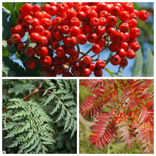 Рябина обыкновенная Аспленифолия/Sorbus aucuparia Aspleniifolia 150-175 С10