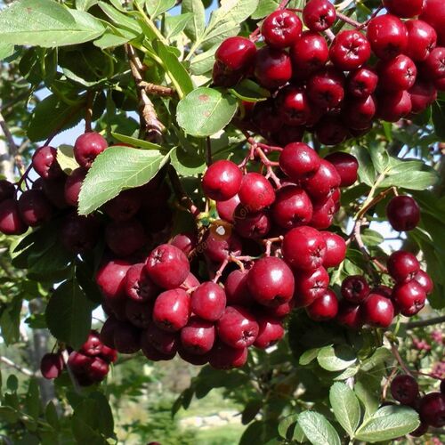 Рябина Гранатная/Sorbus sp.Granatnaja 150-175 С15
