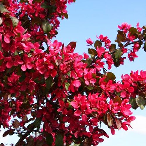 Яблоня декоративная Скарлет/Malus Scarlett 150-175 С7,5/С10