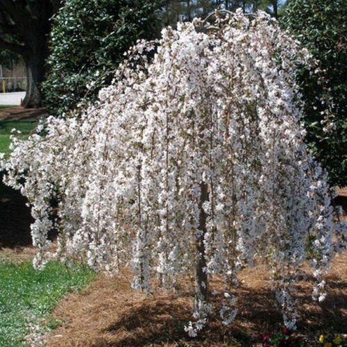 Яблоня сахалинская Пендула/Malus sachalinensis Pendula 180+ С15