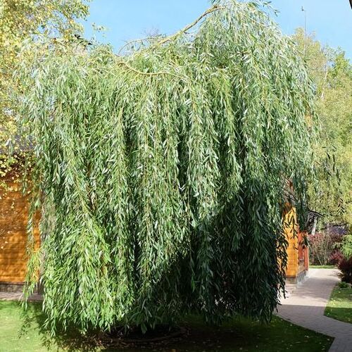 Ива гибридная Памяти Миндовского/Salix hybrida Pamiati Mindovskogo 100-125 С3 