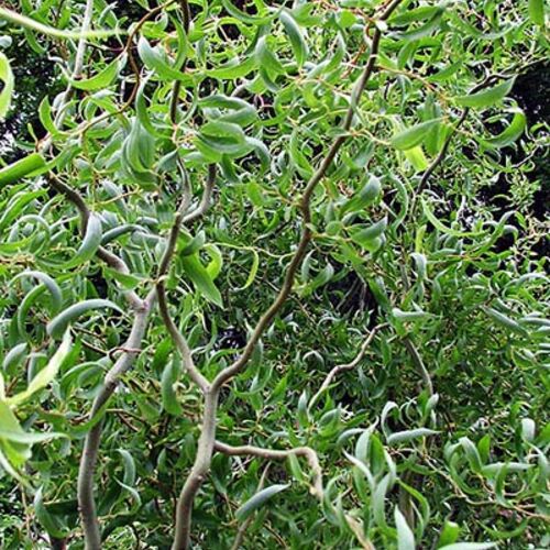 Ива извилистая Свердловская извилистая-2/Salix Isvilistaja Sverdlovskaja Isvilistaja II 80-100 С7,5