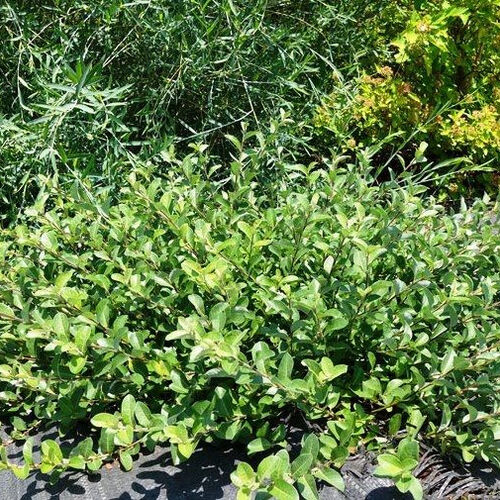 Ива ползучая Грин Карпет/Salix repens Green Carpet С5
