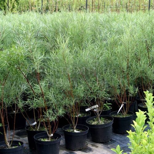 Ива розмаринолистная/Salix rosmarinifolia 60-80 С10