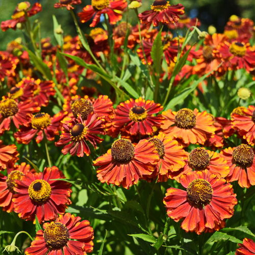 Гелениум осенний/Helenium autumnale С3
